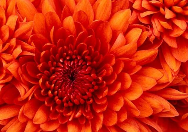 Chrysanthemum_NL