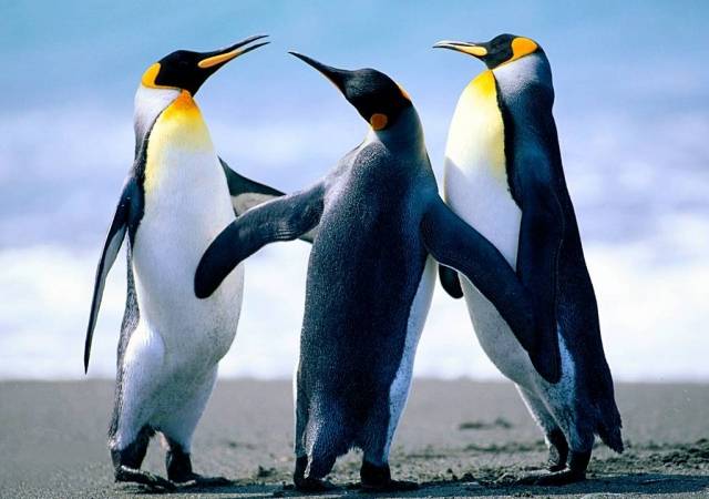 Penguins_NL